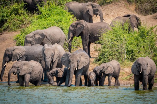 7-Day Uganda Primate & Wildlife Safari safari tour