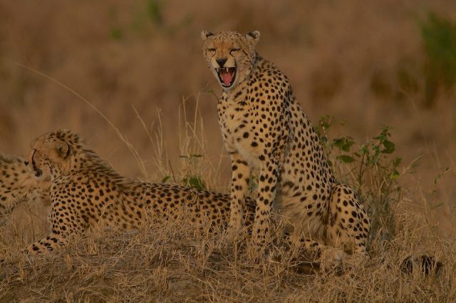 5-Day Kenya Wildlife Safari safari tour