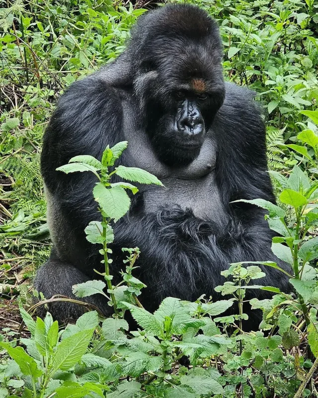 12-Day Uganda Pearls of Africa Tour safari tour