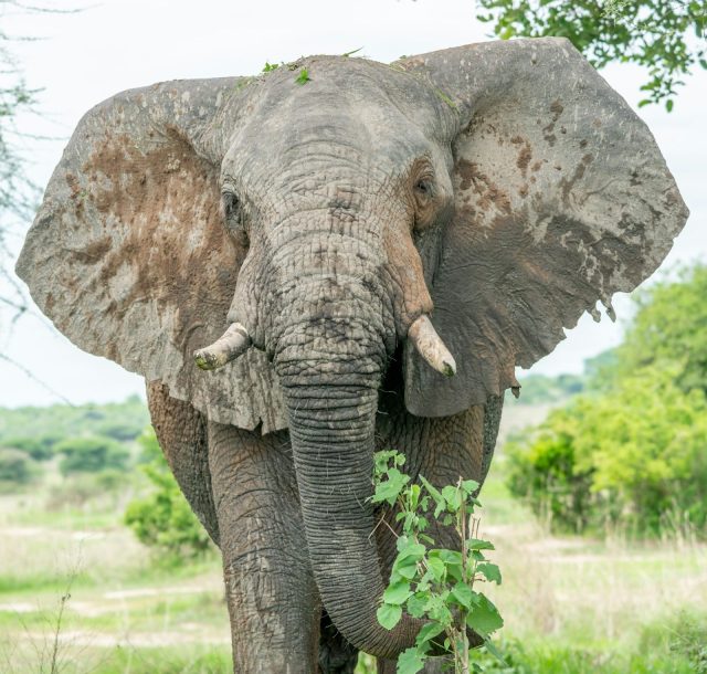 4-Day Extended Ruaha Fly-in Safari from Zanzibar safari tour