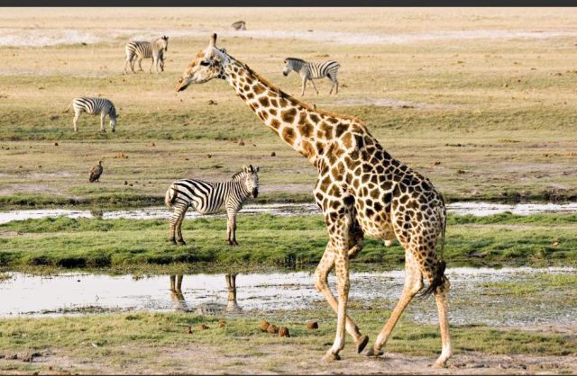 1-Day Chobe Full Day Trip in Botswana Chobe National Park safari tour