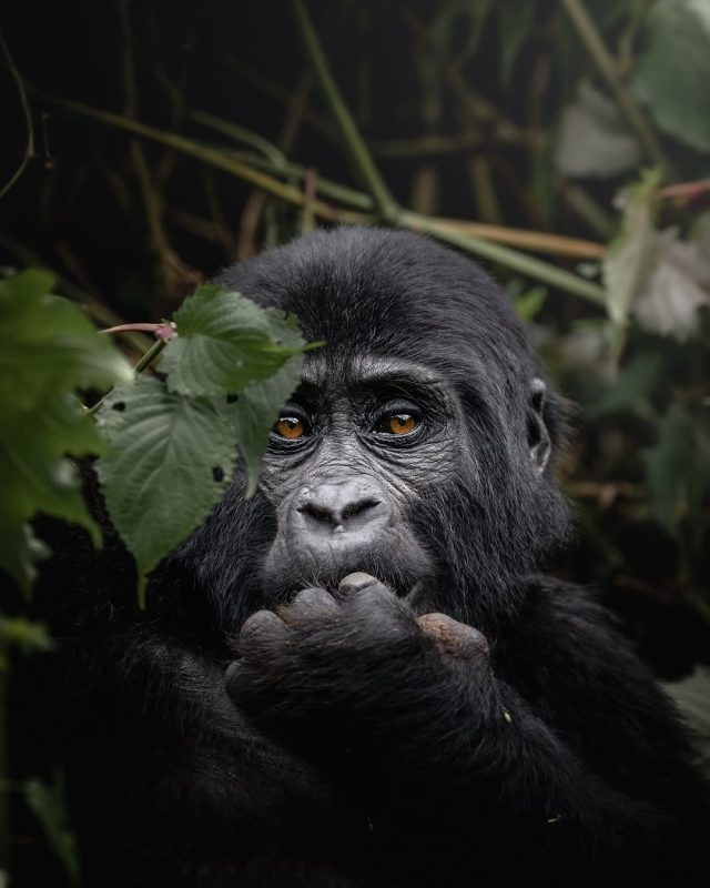 8-Day Uganda Wildlife Safari Adventure