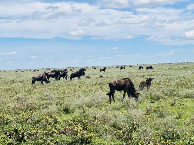 1-Day Daytrip - Ngorongoro Crater