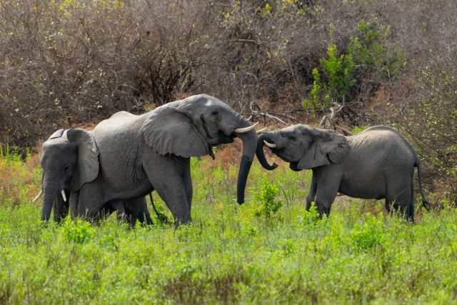 5-Day Nyerere, Kilwa Kisiwani and Songo Mnara Explorer safari tour