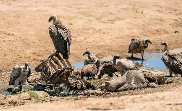 5-Day Mikumi and Ruaha Safari By SGR Train from Dar safari tour