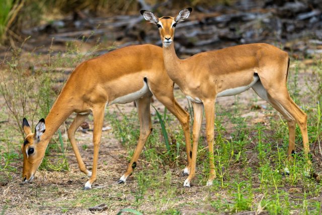 3-Day Nyerere Safari with Maasai Boma Visit from Dar safari tour