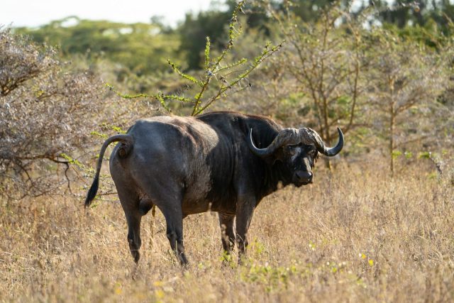 5-Day Best of Nyerere and Mikumi with Rufiji Boat Safari safari tour