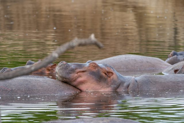 3-Day Nyerere Walking Safari and Game Drive from Dar safari tour