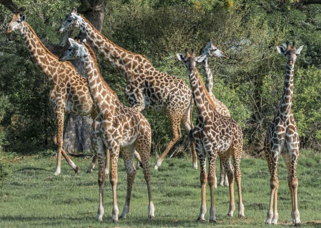 4-Day Nyerere Selous Private Safari with Boat Trip safari tour