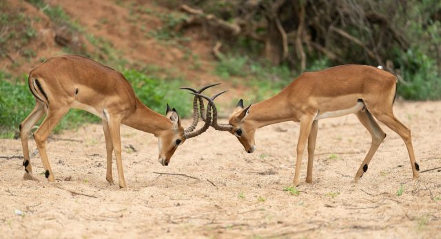 4-Day Awesome Ruaha Four-Day Safari from Iringa safari tour