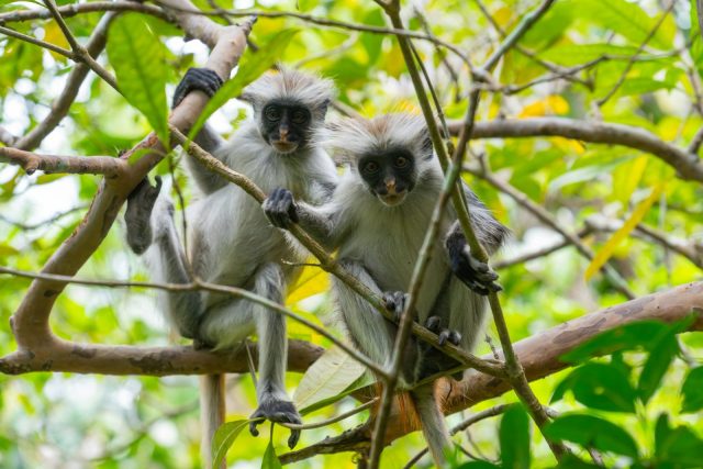 1-Day Zanzibar Jozani Forest, Spice Farm and Salaam Cave Tour safari tour