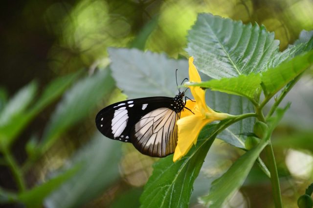1-Day Zanzibar Mnemba, Jozani Forest and Butterfly Centre