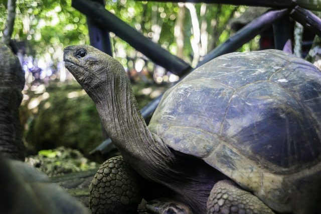 1-Day Zanzibar Prison Island Half-Day Tortoise Tour safari tour