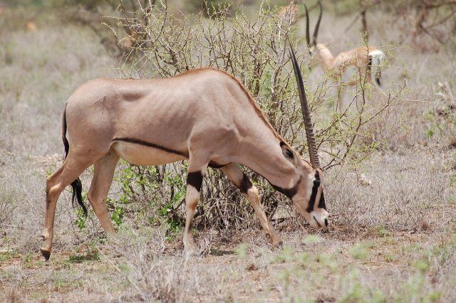 4-Day Samburu Special Five and Ol Pejeta Safari Experience