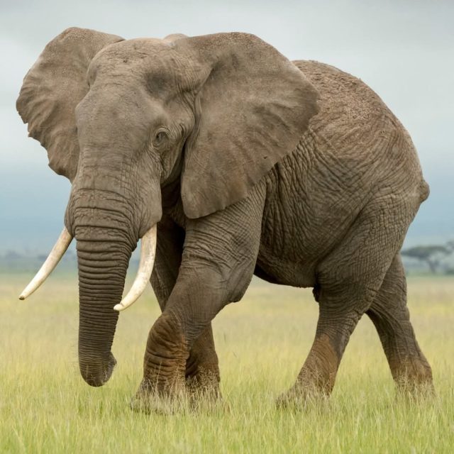 3-Day Exploring Kenya Masai Mara Safari from Nairobi safari tour