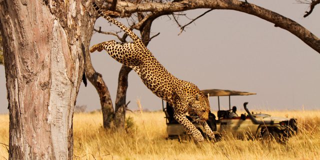 10-Day Masai Mara to Serengeti Via Isebania safari tour