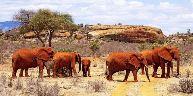 4-Day Tsavo East Untamed Wilderness Safari