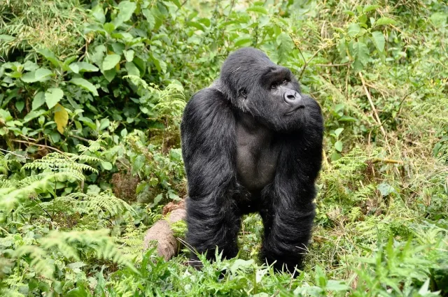 3-Day Rwanda Uganda Gorilla Trekking Tour
