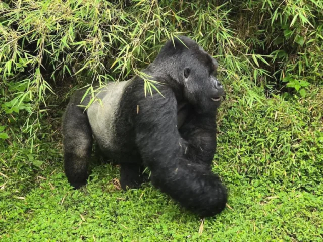 3-Day Gorilla Trekking in Lake Bunyonyi safari tour