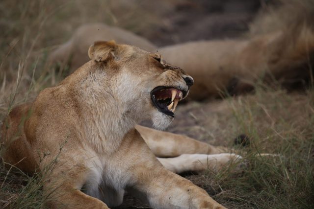 3-Day Maasai Mara Adventure Safari safari tour