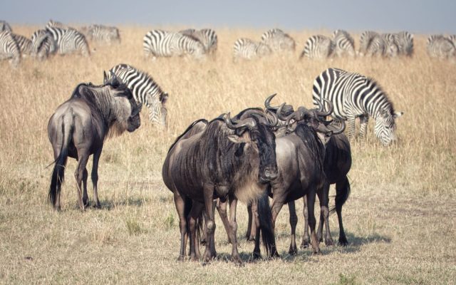6-Day Blissful Adventure-Mara, Nakuru, Amboseli safari tour