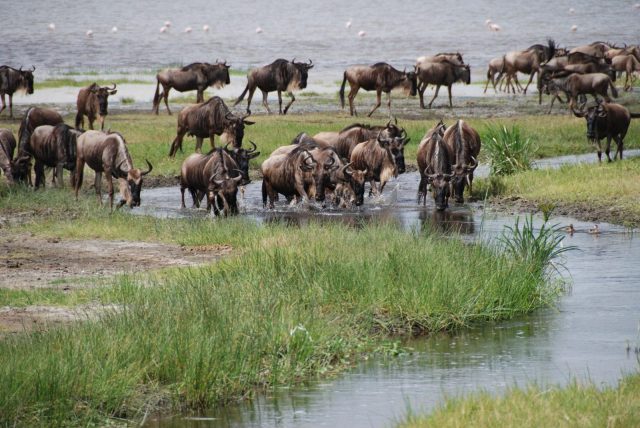 7-Day Amazing Kenya Safari safari tour