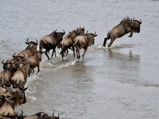 10-Day Classic Kenya and Tanzania Group Joining Safari