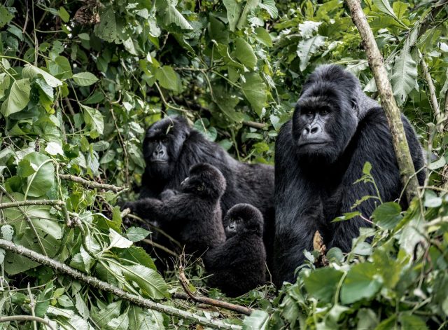 2-Day Gorilla Trekking Safari in Rwanda safari tour