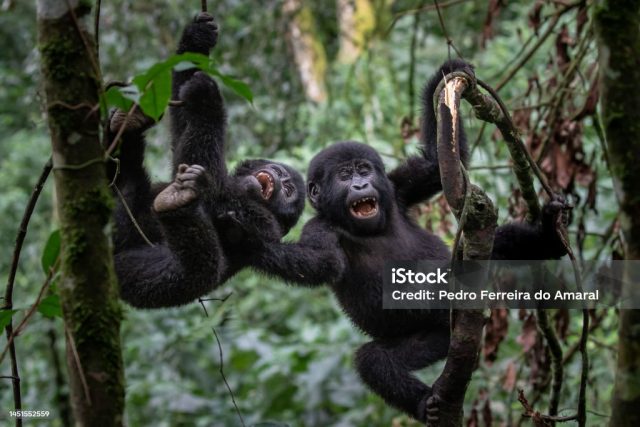 7-Day Gorilla and Wildlife Safari safari tour