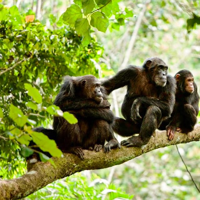 2-Day Gombe National Park: FLY from Dar Es Salaam safari tour