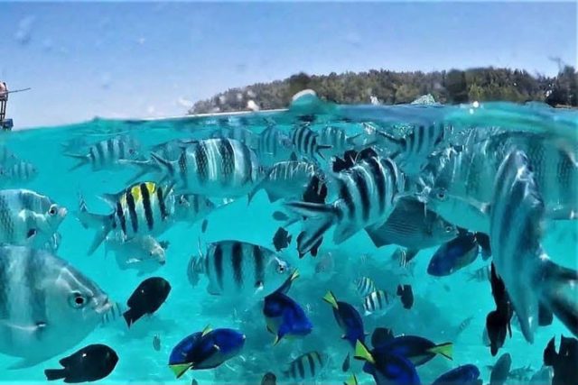1-Day Mnemba Island Snorkeling & Dolphins Tours Zanzibar safari tour