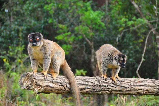 5-Day Andasibe Wildlife Tour with Palmarium Reserve safari tour