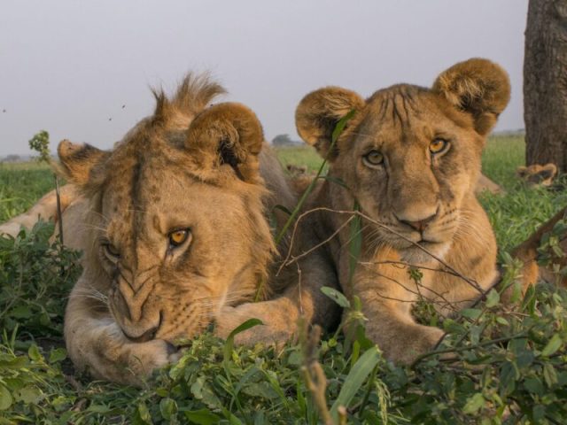 3-Day Adventure Safari to Murchison Falls National Park safari tour