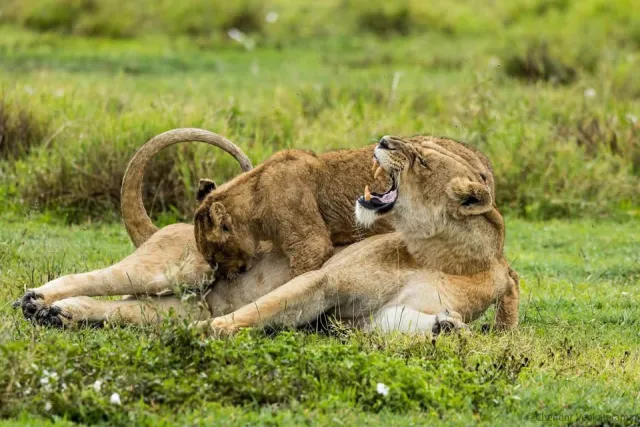 7-Day Tanzania Wildlife Safari: Serengeti and Ngorongoro safari tour