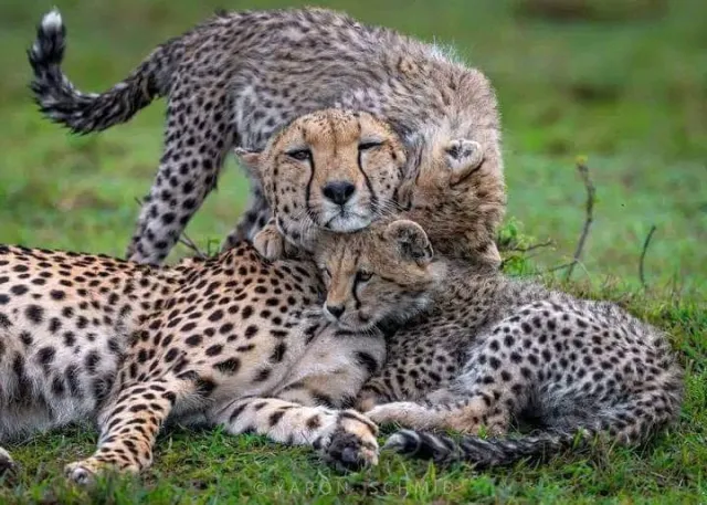 5-Day Tanzania Safari Adventure: Tarangire, Serengeti & Ngoro safari tour