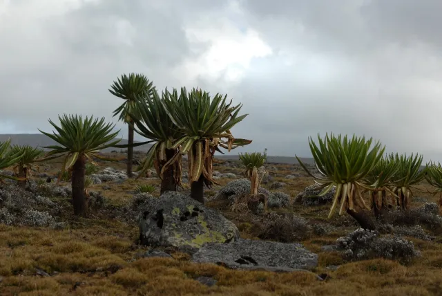 7-Day Ethiopia Wildlife Safari Tours safari tour