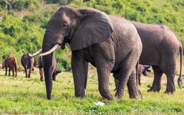3-Day Queen Elizabeth National Park Safari Adventure safari tour