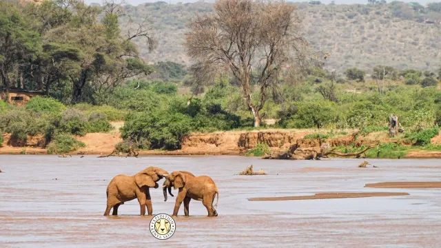 11-Day Private Kenya Safari: Samburu to Maasai Mara safari tour