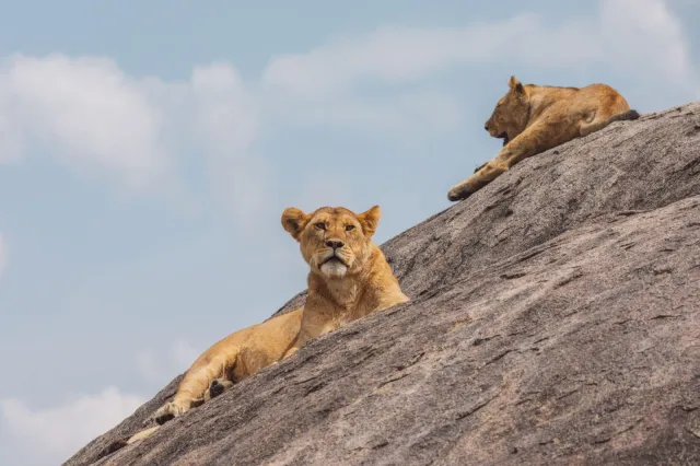 6-Day Best of Tanzania Wildlife Safari safari tour