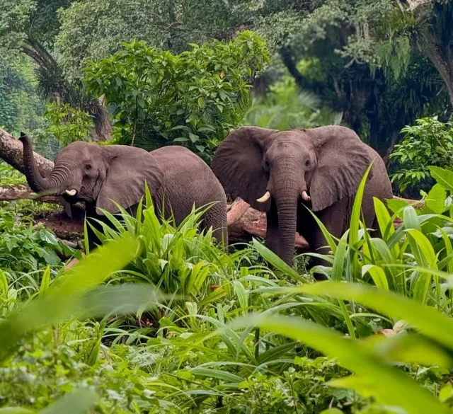 5-Day Chebera Churchura Wildlife Safari safari tour