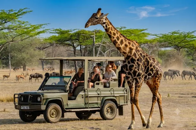 3-Day Zanzibar to Mikumi Open Jeep Wildlife Safari By Ferry safari tour