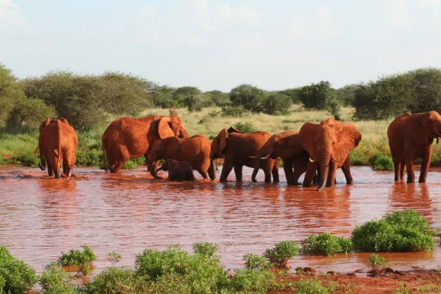 3-Day Exclusive Tsavo East and Saltlick Safari Experience safari tour
