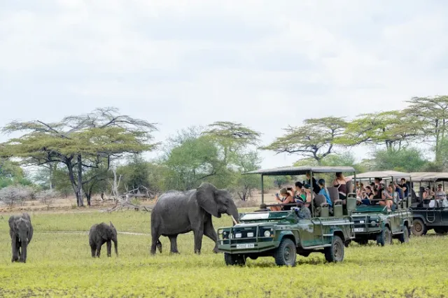 2-Day Fly to Nyerere N.P for Open Jeep Safari & Boat Safari safari tour