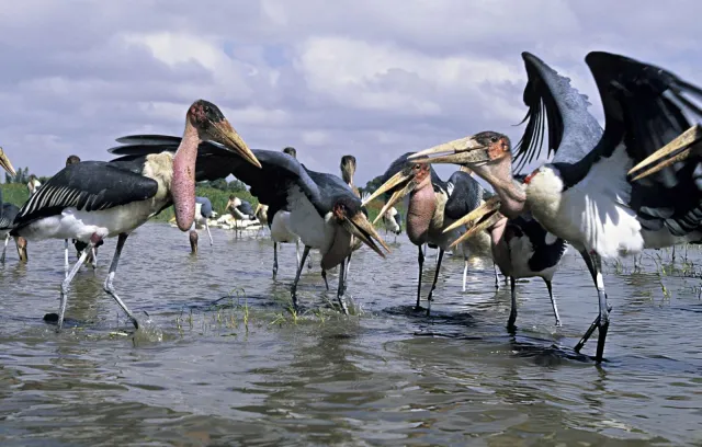 5-Day Ethiopia Rift Valley Lakes Wildlife Nature Escape safari tour