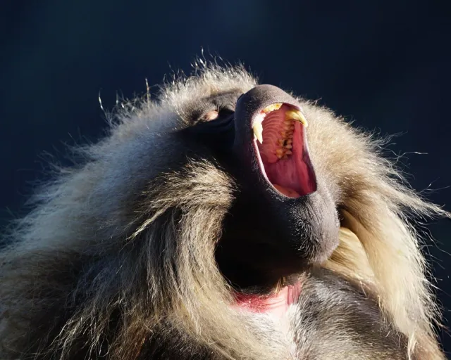 5-Day Ethiopia Wildlife, Culture and Mountain Safari safari tour