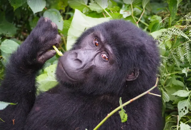 3-Day Bwindi Gorilla Trekking Safari from Kigali, Rwanda safari tour