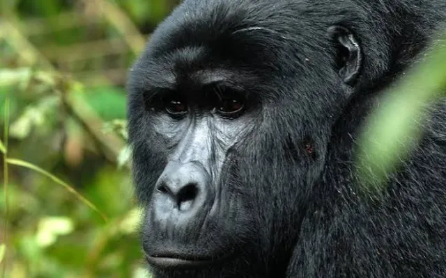 4-Day Uganda & Rwanda Gorilla Trekking Adventure safari tour