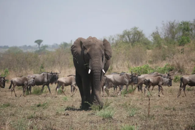 4-Day Serengeti Big Five Safari safari tour