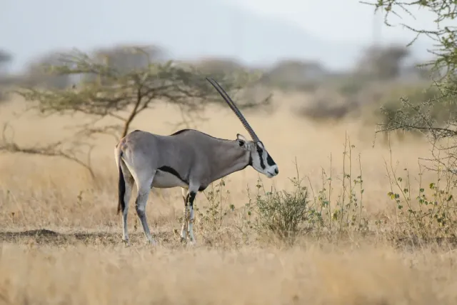 3-Day Awash National Park Wildlife Safari in Ethiopia safari tour