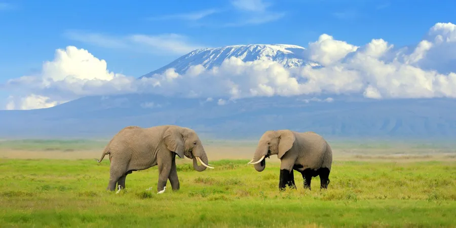 2-Day Amboseli National Park Safari